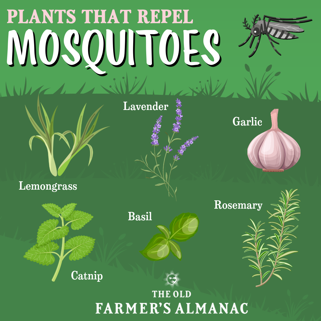Bug repelling plants 2