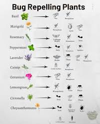 Plants that Repel Bugs