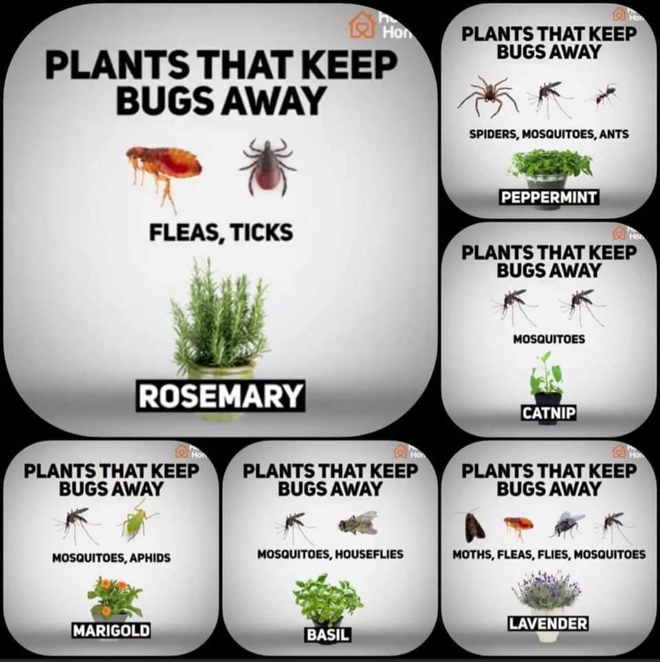 Bug Repelling Plants