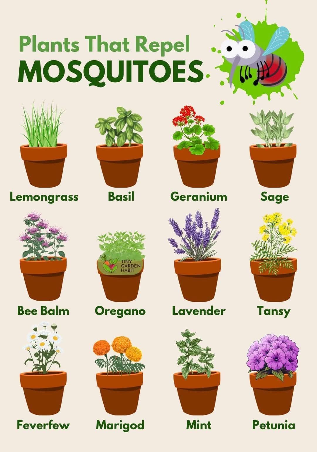 Plants that Repel Bugs 2
